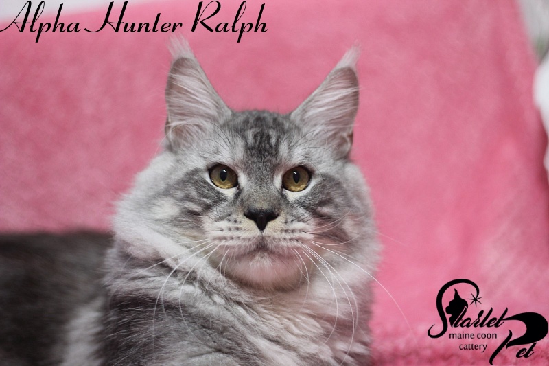 Alpha Hunter Ralph - maine-coon