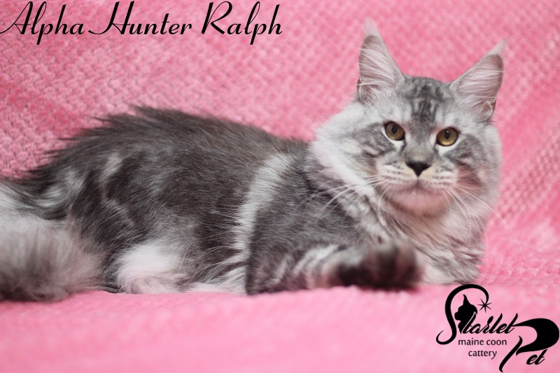 Alpha Hunter Ralph - maine-coon