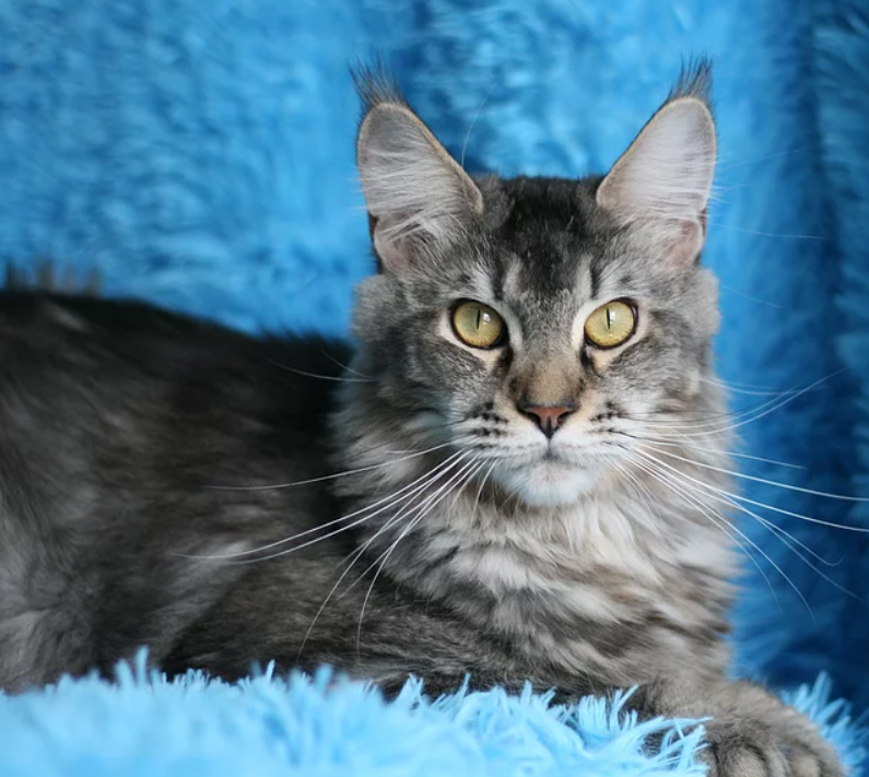 Savanna Nordirbiscat - maine-coon