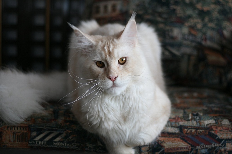 Alpha Hunter Caspian - maine-coon