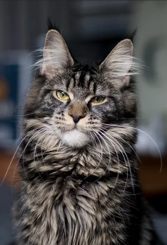 Harmony Just a Dream - maine-coon