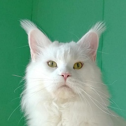 Sapphire-cat Desperado