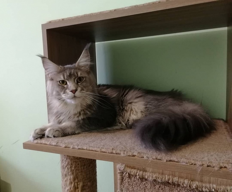 Cassiopea Nordirbiscat - maine-coon