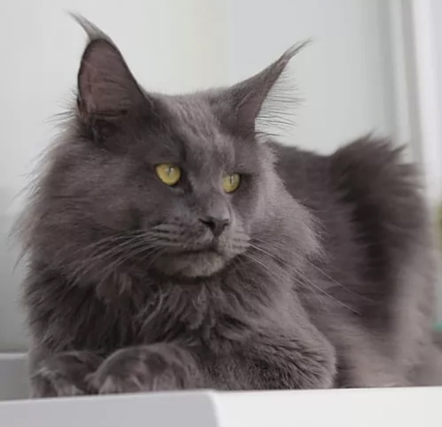 Grizzly Blue Just a Dream - maine-coon