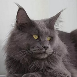 Grizzly Blue Just a Dream