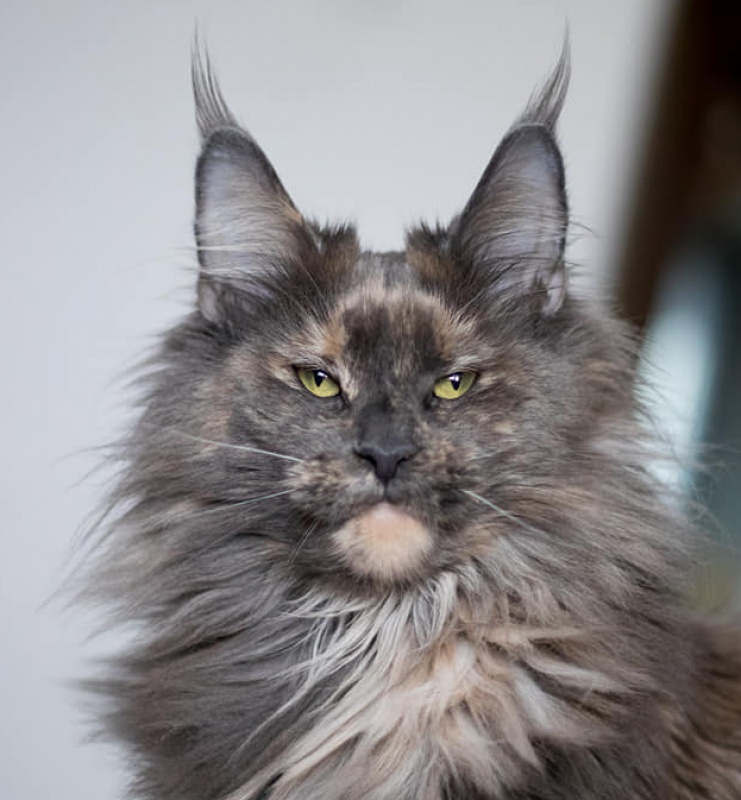 Talismancoon Leia Solo - maine-coon