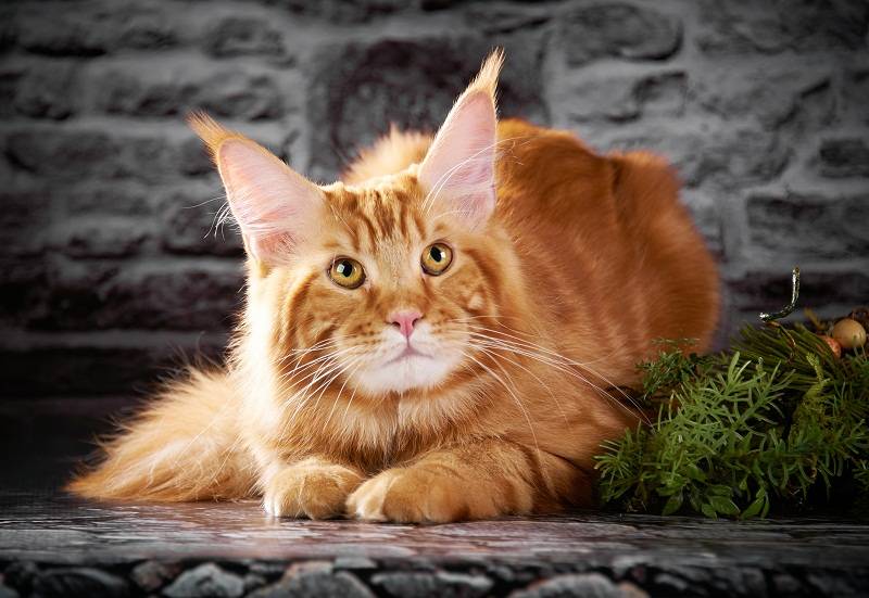 Talismancoon Kusha of Cool Tail - мейн-кун