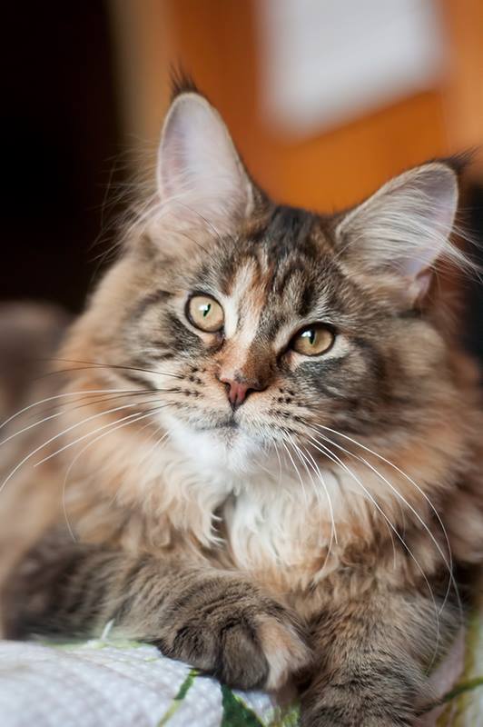 Halla Galla Olimpian - maine-coon