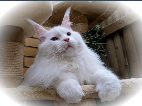 White Rocks Puru - maine-coon