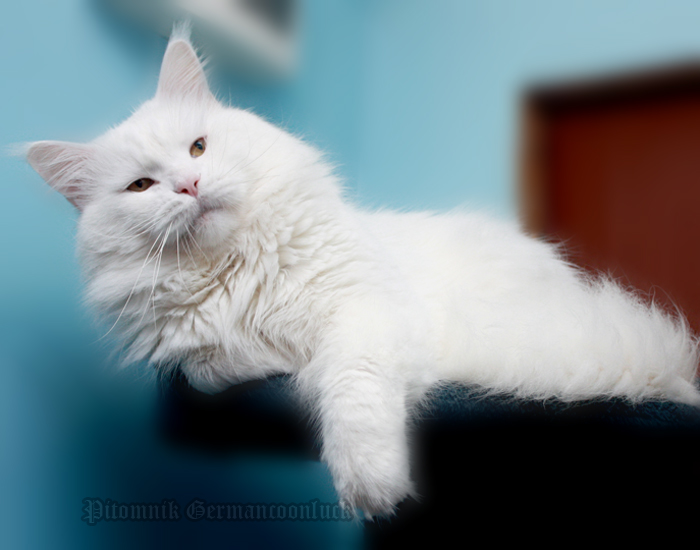 White Rocks Snowball - мейн-кун 31.08.2012