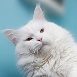 White Rocks Snowball