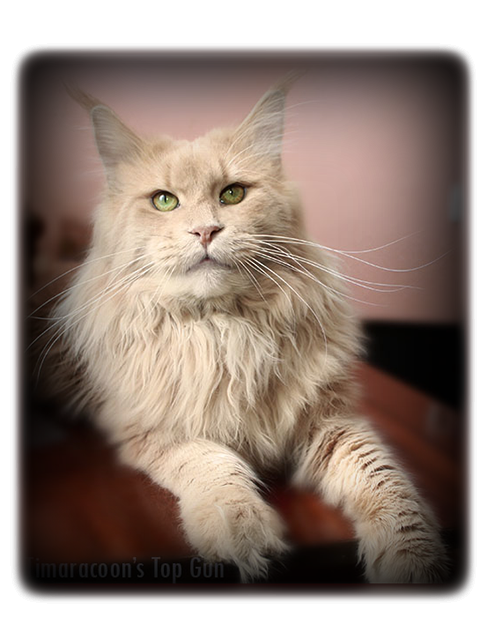 Timaracoon Top Gun - maine-coon