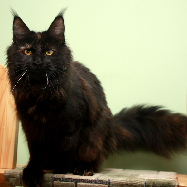 Germancoonluck Lora - maine-coon 07/24/2012