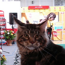 Siberian Winter Color