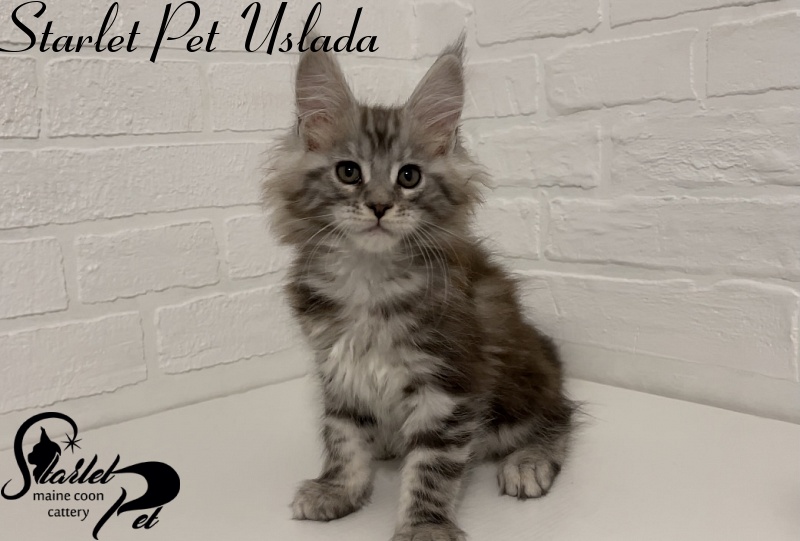 Starlet Pet Uslada - Котенок мейн-кун 2 месяца
