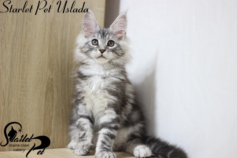 Starlet Pet Uslada - мейн-кун