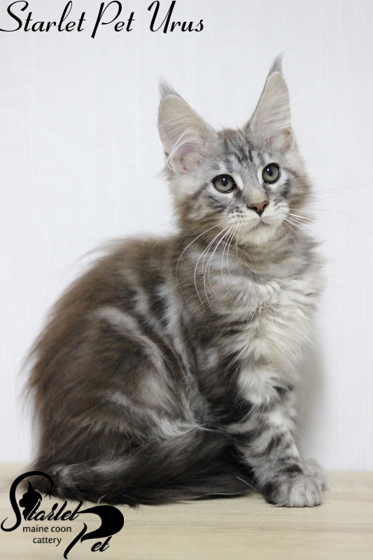 Starlet Pet Urus - maine-coon