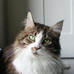 Langstteich's L'Maruschka