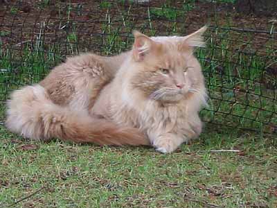 Yankee Cats Elton John of Baydar - maine-coon