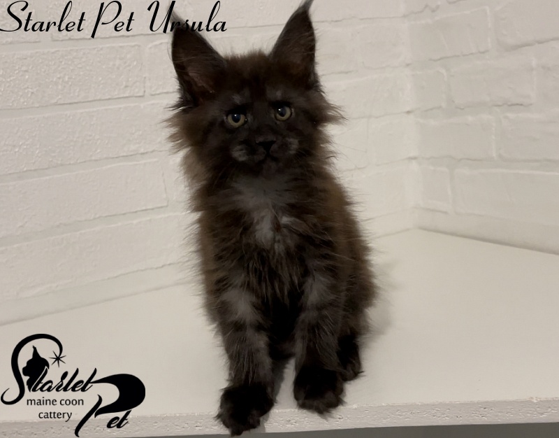 Starlet Pet Ursula - maine-coon