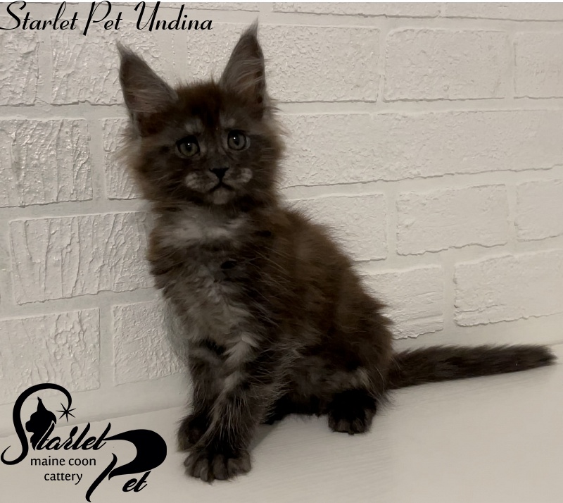 Starlet Pet Undina - Kitten maine-coon 2 months