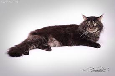 Srebrne Marzenie Eliot - maine-coon