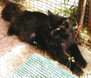 Congo Ken Koon - maine-coon