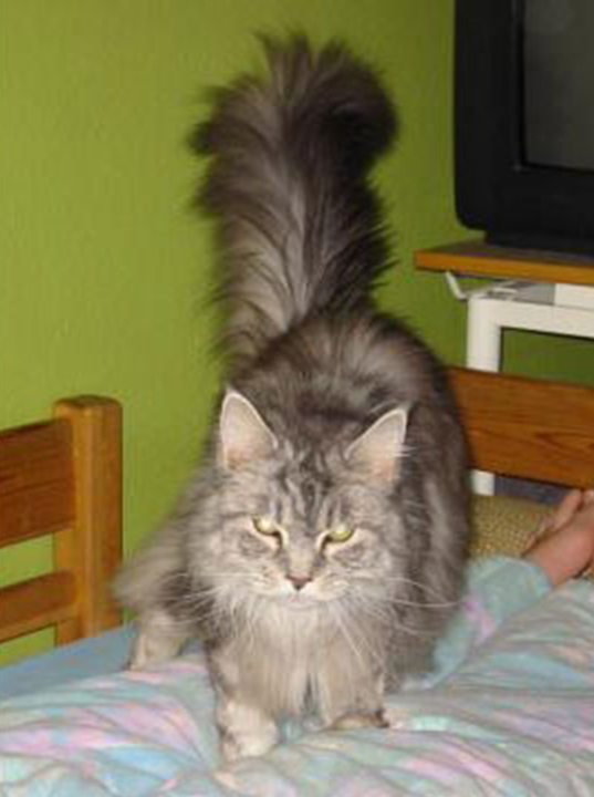 Love Hulen's Silver Vision - maine-coon