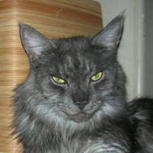 Cosmo Seventh Fleet - maine-coon