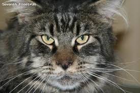 Mimino Ken Koon - maine-coon