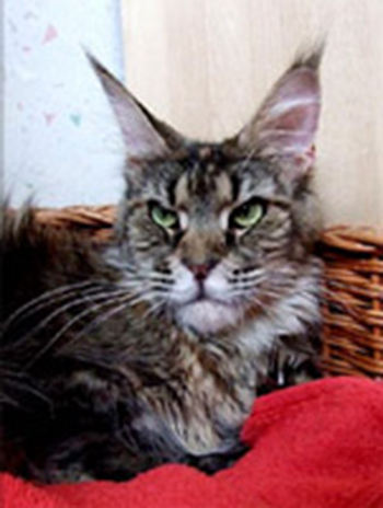 Langstteich's Non'Stop - maine-coon