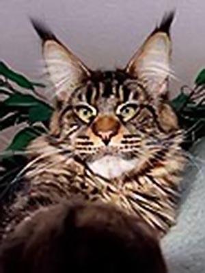 Langstteich's ES'Nemesis - maine-coon