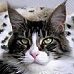 Langstteich's M'Deja-Vue