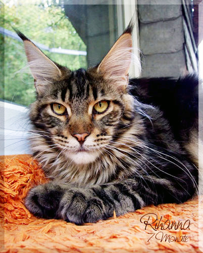 Langstteich's Rihanna - maine-coon