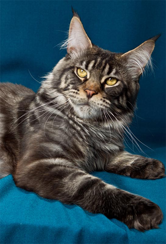 Langstteich's Finale - maine-coon