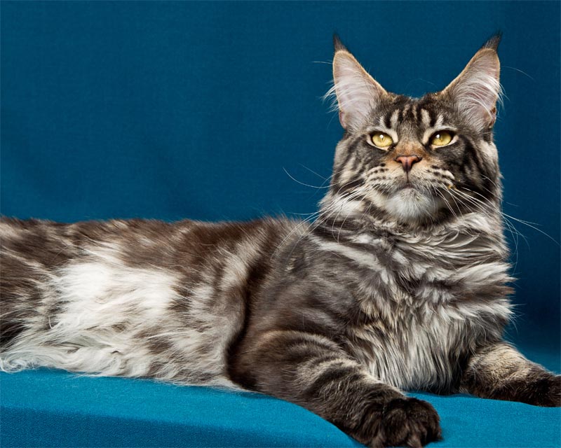 Langstteich's Finale - maine-coon