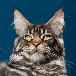 Langstteich's Finale