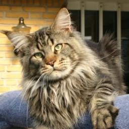 Kenntucky of Koi Pond