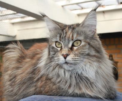 Thunderball's Walsing Mathilda - maine-coon