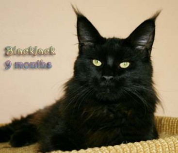 Thunderball's BlackJack - maine-coon