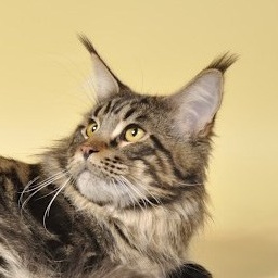 Bekkercoon I'Big Boy