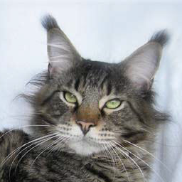 Belmicoon Black Sky of Timaracoon