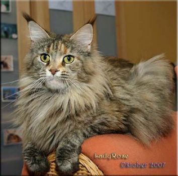 ParadiseIsland LadyRose - maine-coon