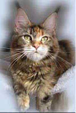 ParadiseIsland's Farah Diba - maine-coon
