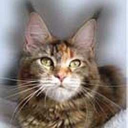 ParadiseIsland's Farah Diba