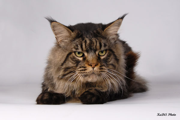 Timaracoon's Las-Vegas - maine-coon