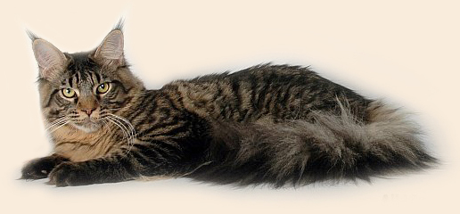 Timaracoon's Las-Vegas - maine-coon