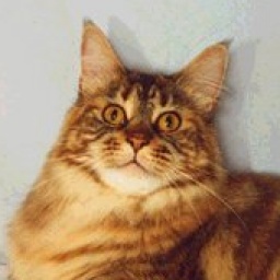 Avicats Sophrosina Marfisa