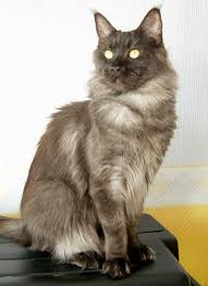 Escape's Hermione - maine-coon