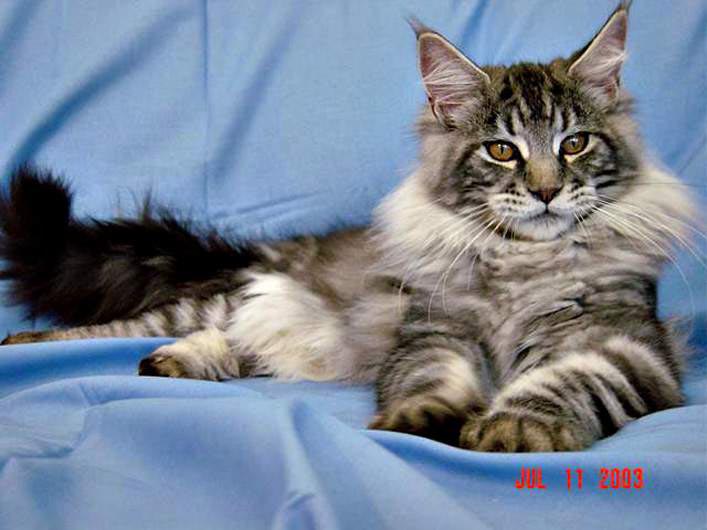 Auron Silvi-Cola - maine-coon